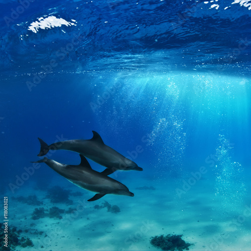a pair of dolphins playing in sunrays underwater