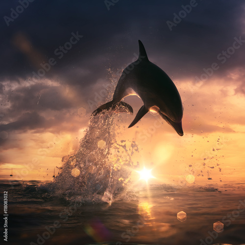 beautiful dolphin jumped from the ocean at the sunset time