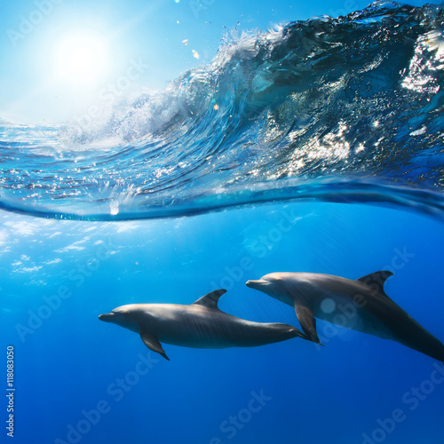 two beautiful dolphins swimming underwater through sunrays with breaking wave above © willyam