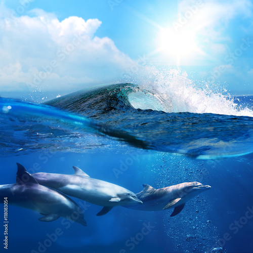 Photography beautiful dolphins playing under ocean breaking surfing wave