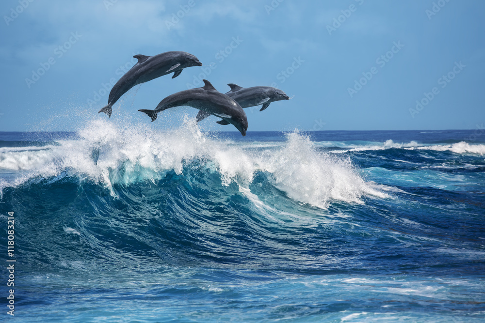 Dolphins Love Poster Wild Animal Beautiful View Picture Sea Ocean Photo Nature
