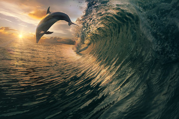 Sunset dolphin jumping over breaking waves. Hawaii Pacific Ocean wildlife scenery. Marine animals in natural habitat.