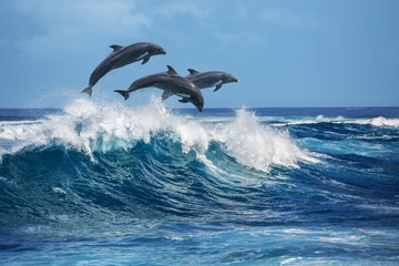Glasbilder Tieren Verspielte Delfine springen über brechende Wellen. Hawaii Pazifische Ozean-Tierlandschaft. Meerestiere im natürlichen Lebensraum.  © willyam