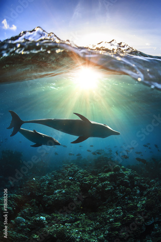 Canvas Print Two dolphins underwater a family mother with her child and breaking splashing wa