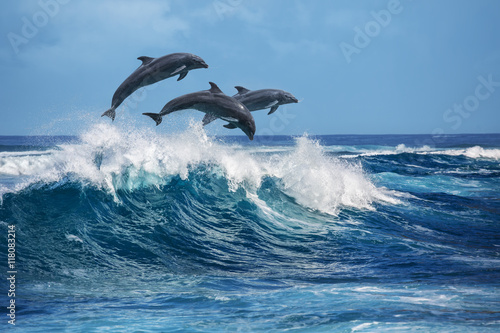 Fotografija Playful dolphins jumping over breaking waves