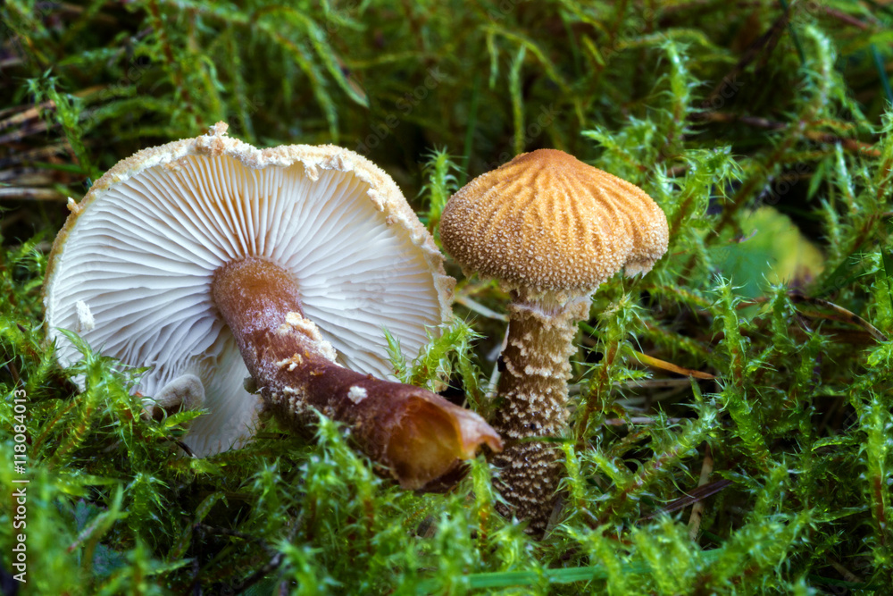 Cystoderma. Inedible mushrooms. Cystoderma. Inedible mushrooms.