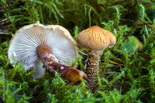 Cystoderma. Inedible mushrooms. photo