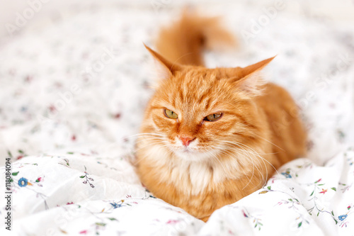 Cute ginger cat lying in bed. Fluffy pet looks angry. Cozy home background. © Konstantin Aksenov