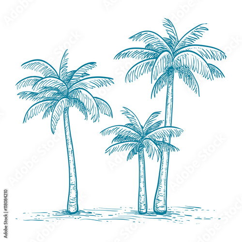 Vector illustration of palm trees
