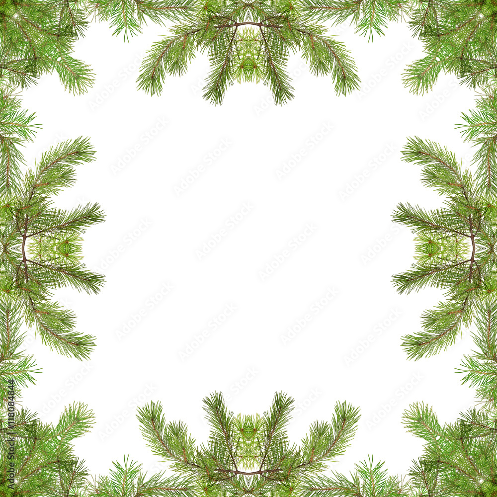 green pine branches frame