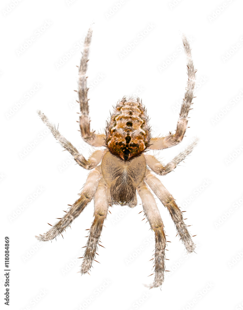Obraz premium large light spider isolated on white