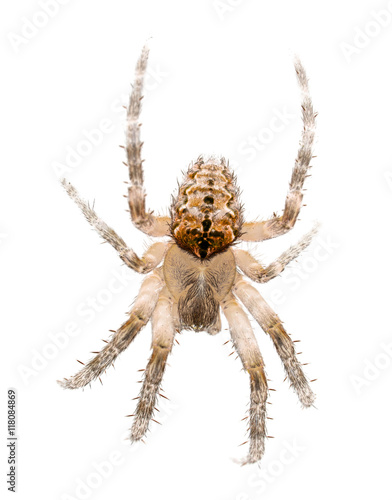 large light spider isolated on white