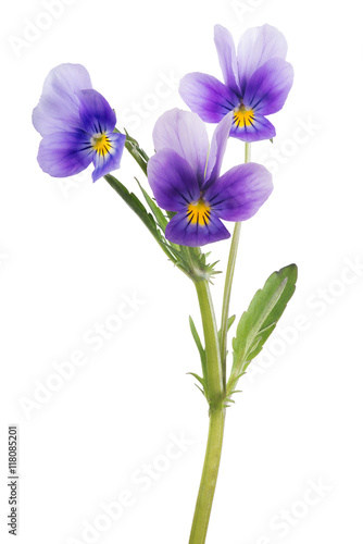 three pansy lilac blooms on green stem