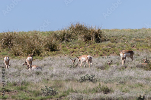 Pronghorn Antelope