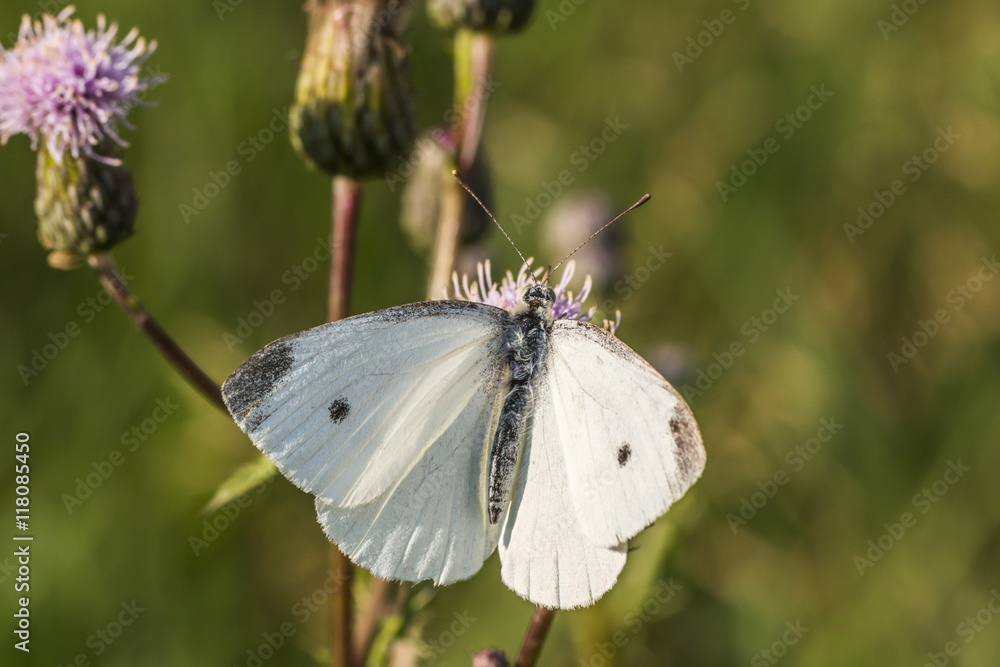 Kleiner Kohlweißling (Pieris rapae) Kleiner Kohlweißling (Pieris rapae)