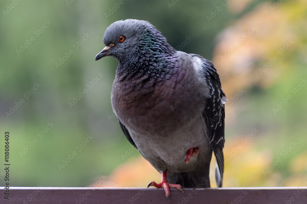 Obraz premium Голубь, сидящий поджав одну лапку 
