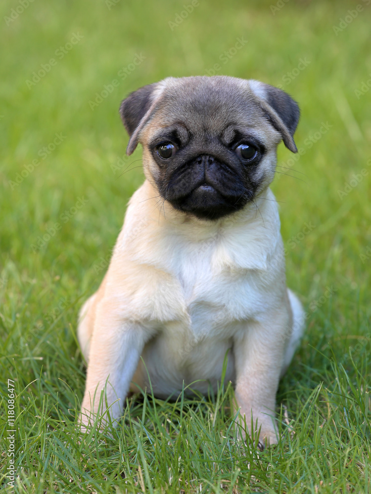 Typical Pug Dog in the  garden