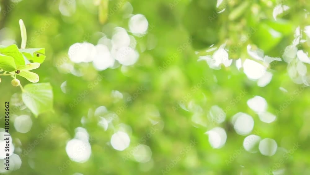 Natural background of defocused, sunlit forest background. Summer in Ontario, Canada. Natural background of defocused, sunlit forest background. Summer in Ontario, Canada.