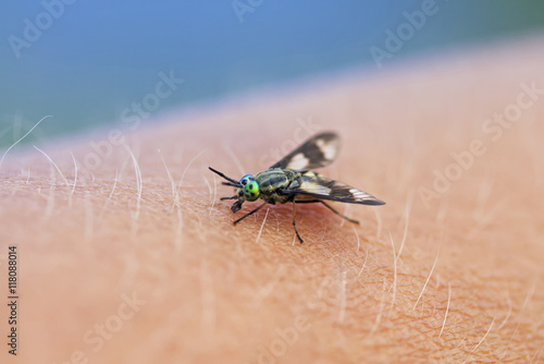 Fotografie terrible nasty gadfly crawling on the arm and painful bites