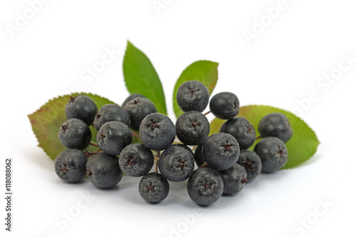 Aroniabeeren, Aronia melanocarpa, Apfelbeere photo