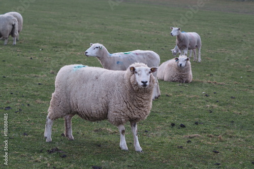 Flock Of Sheep