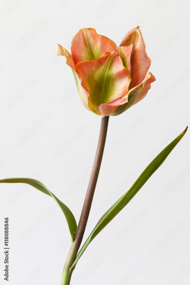Tulip flower isolated on white background Tulip flower isolated on white background
