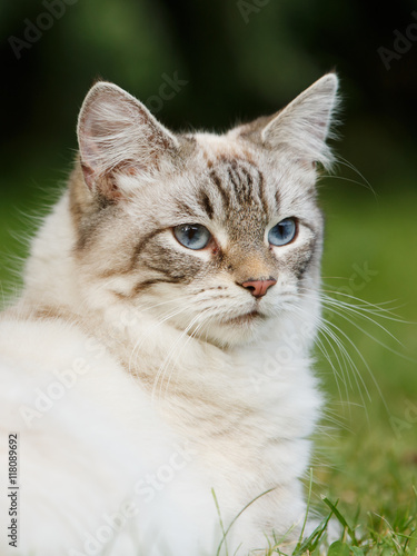 Norwegische Waldkatze