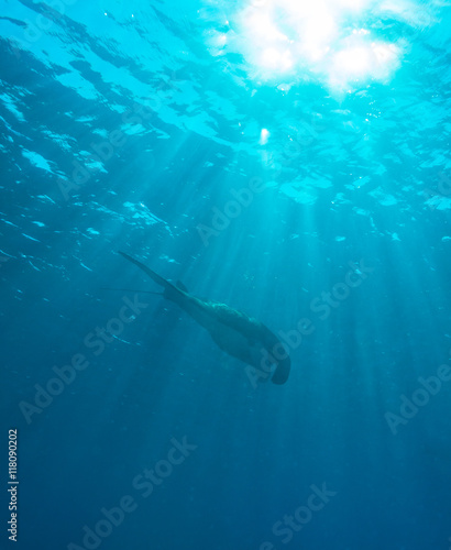 Manta Ray with Sun Rays near Sea Surface