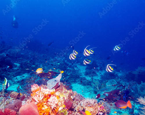 Fototapeta Naklejka Na Ścianę i Meble -  Underwater Landscape with Bannerfishes