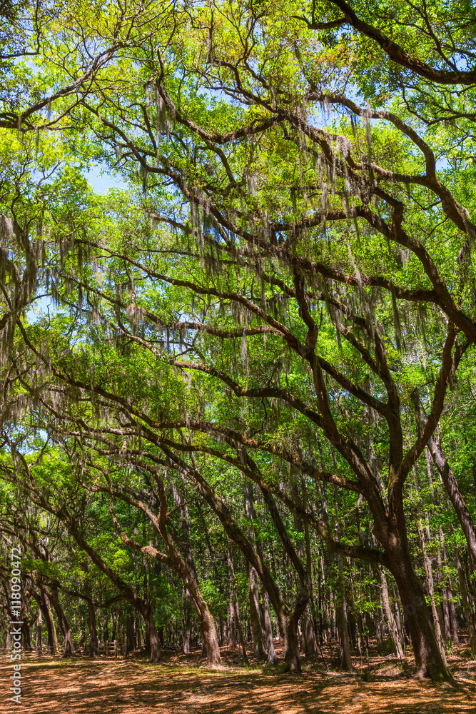 Canopy of old live oak trees draped in spanish moss. Canopy of old live oak trees draped in spanish moss.