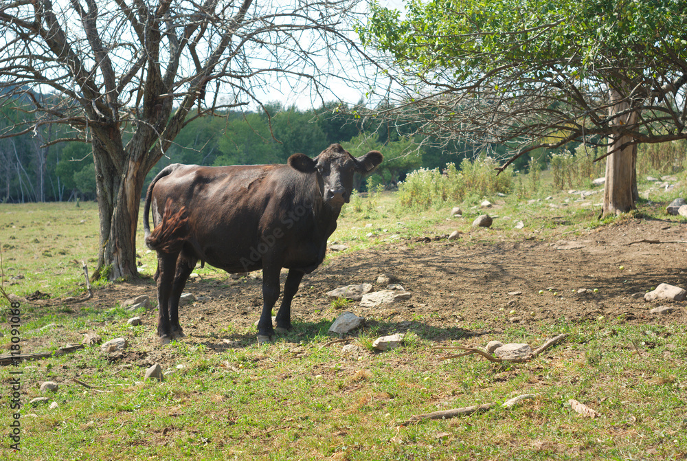 Fototapeta premium black angus cow in a field