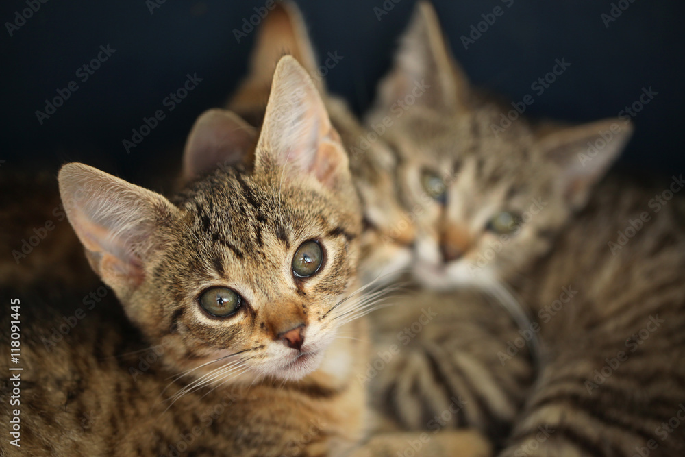 three small kittens on blue background 