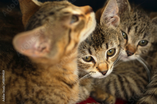 three small kittens huging © agarianna