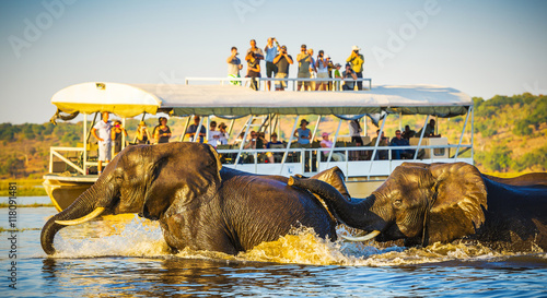 African Elephant Safari photo