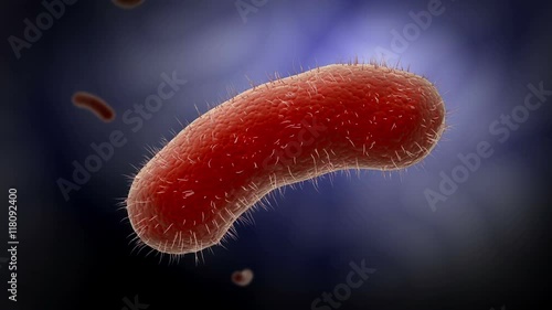 Biomedical visualization of the bacillus bacteria. photo
