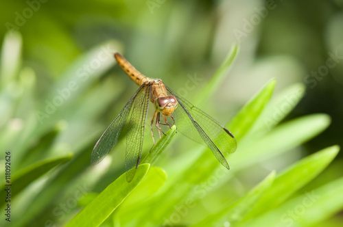Common Parasol (Neurothemis fluctuans) dragonfly © hshii