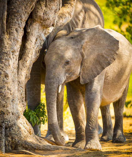 Baby Elephant in Africa