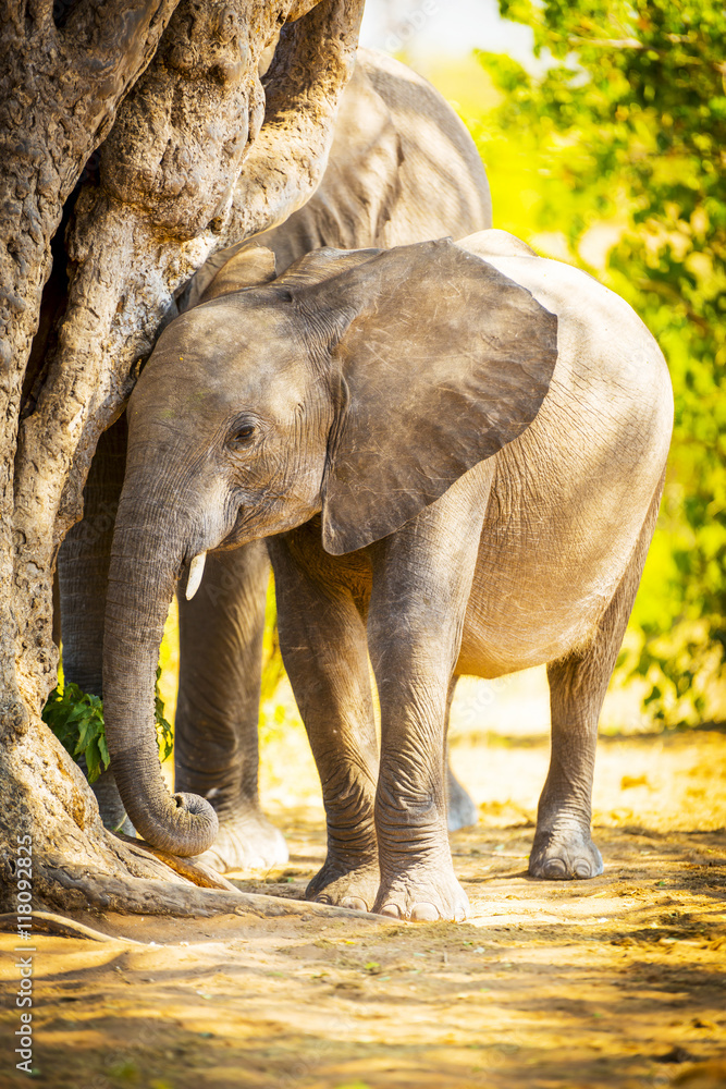 Fototapeta premium Baby Elephant in Africa