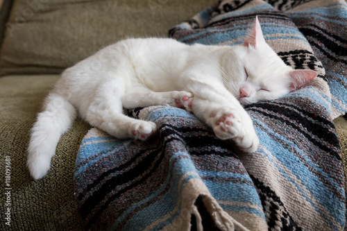 White cat sleeping on a blanket.