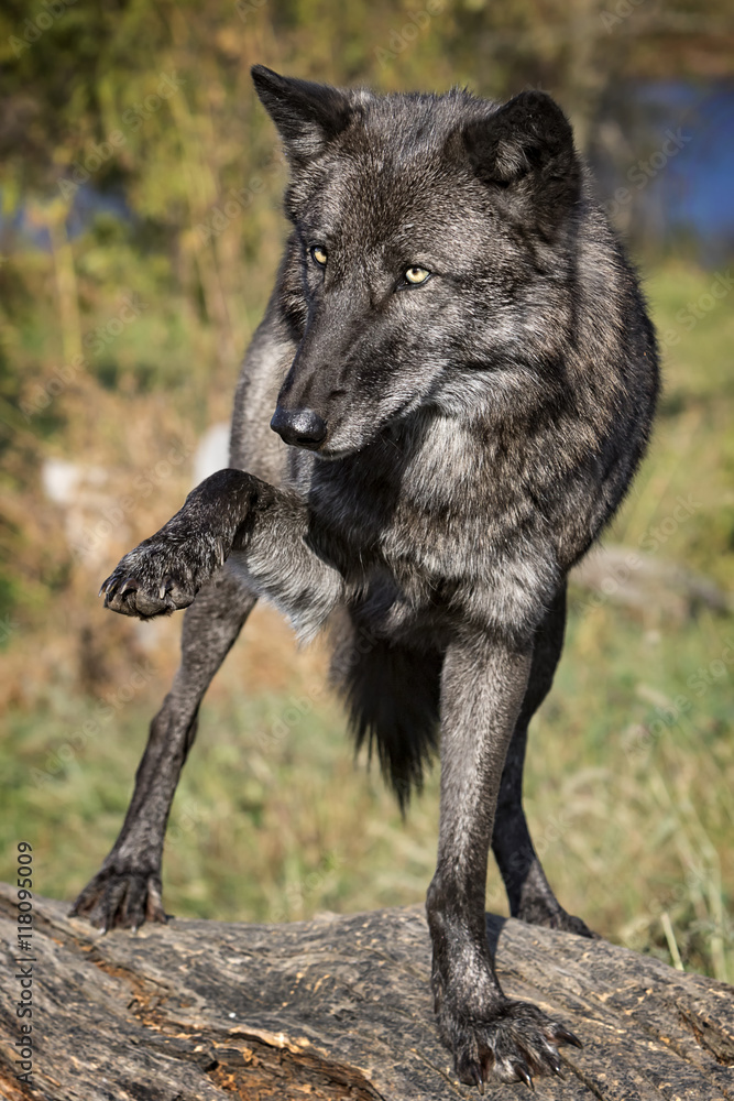 A female Grey Wolf. A female Grey Wolf.