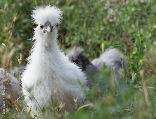 White silkie chick with tousled sticking crest