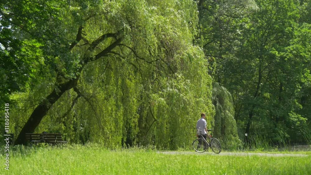 Man Walking to Banch in Park Alley Green Lush Tree Man Talking by Smartphone Spend the Time in Green Park Willows Grow Along the Alley Branches Are Swaying Man Walking to Banch in Park Alley Green Lush Tree Man Talking by Smartphone Spend the Time in Green Park Willows Grow Along the Alley Branches Are Swaying