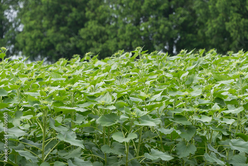 Sunflower Buds
