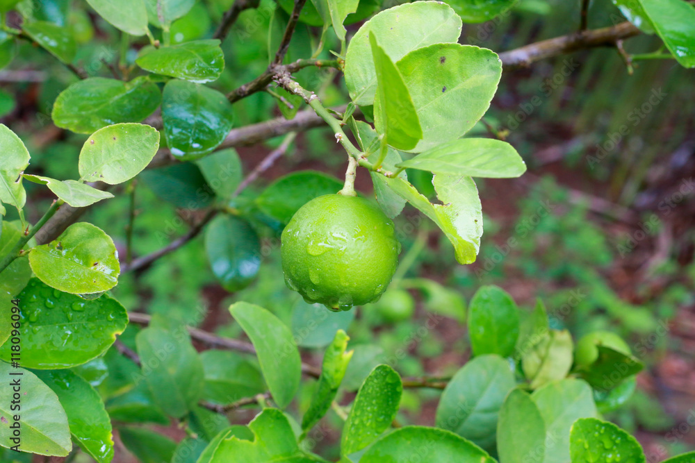 Fresh lime on the tree