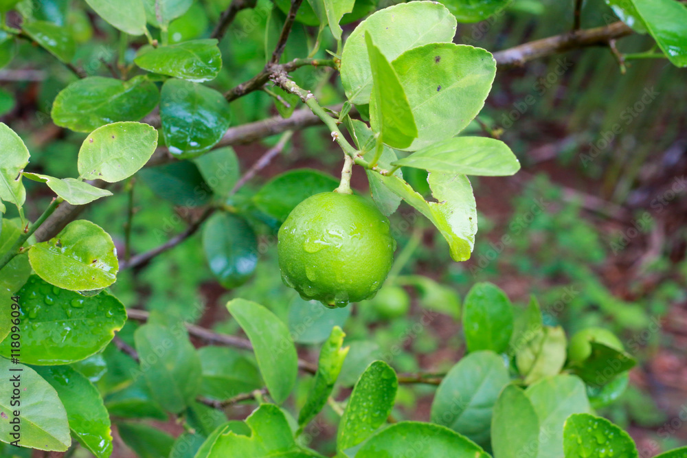 Fresh lime on the tree Fresh lime on the tree