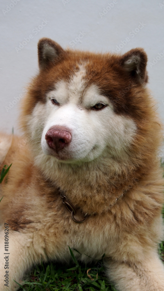 Siberian Husky Crouching Siberian Husky Crouching
