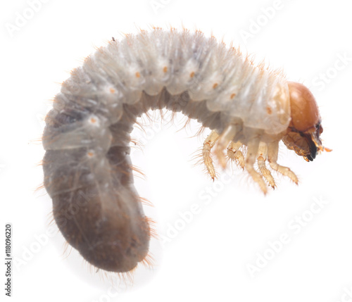 Scarabaeidae beetle larva isolated on white background