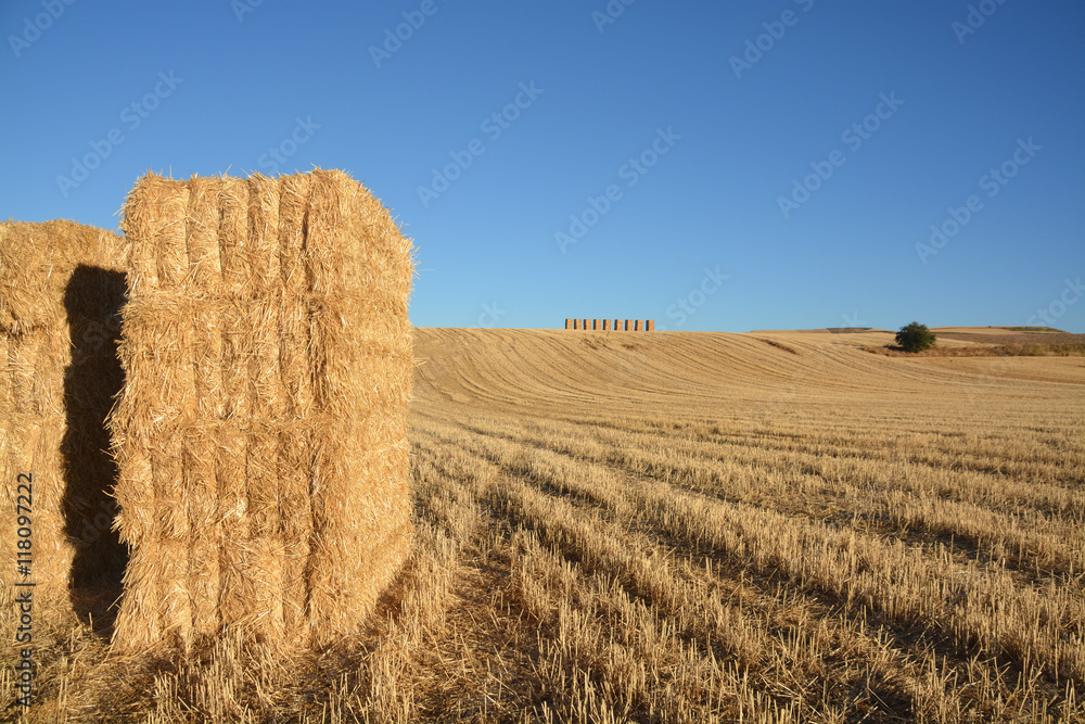 fardos de paja en un campo de cereales Stock Photo