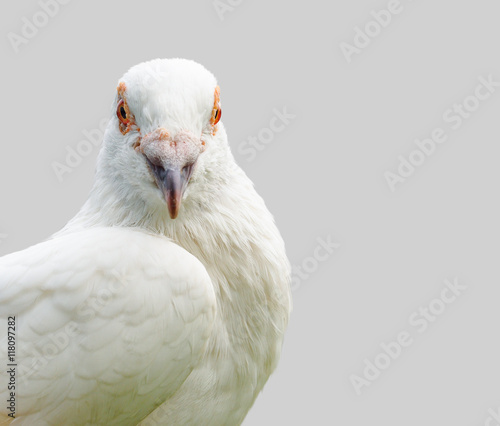 white pigeon bird isolated on gray © missisya