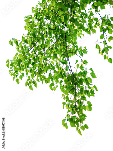 natural green leaves isolated on white